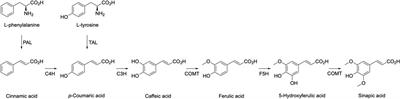 From Biomass-Derived p-Hydroxycinnamic Acids to Novel Sustainable and Non-Toxic Phenolics-Based UV-Filters: A Multidisciplinary Journey